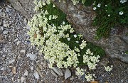 58 Grandi bouquets di Saxifraga verde-azzurra